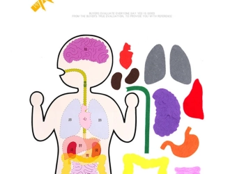 Matériel d’enseignement anatomie humaine
