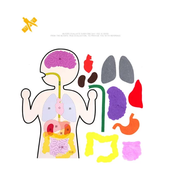 Kit pédagogique DIY sur les organes humains, conçu pour les enfants de 6+ ans. Idéal pour apprendre l’anatomie de manière interactive à la maison ou à l’école. Certifié CE pour une utilisation sécurisée.