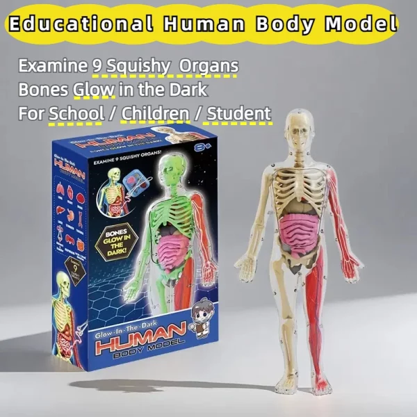 Modèle éducatif de corps humain avec organes détachables et os lumineux. Idéal pour apprendre l’anatomie de façon interactive. Convient aux enfants 6+ ans. Parfait pour la maison et l’école !